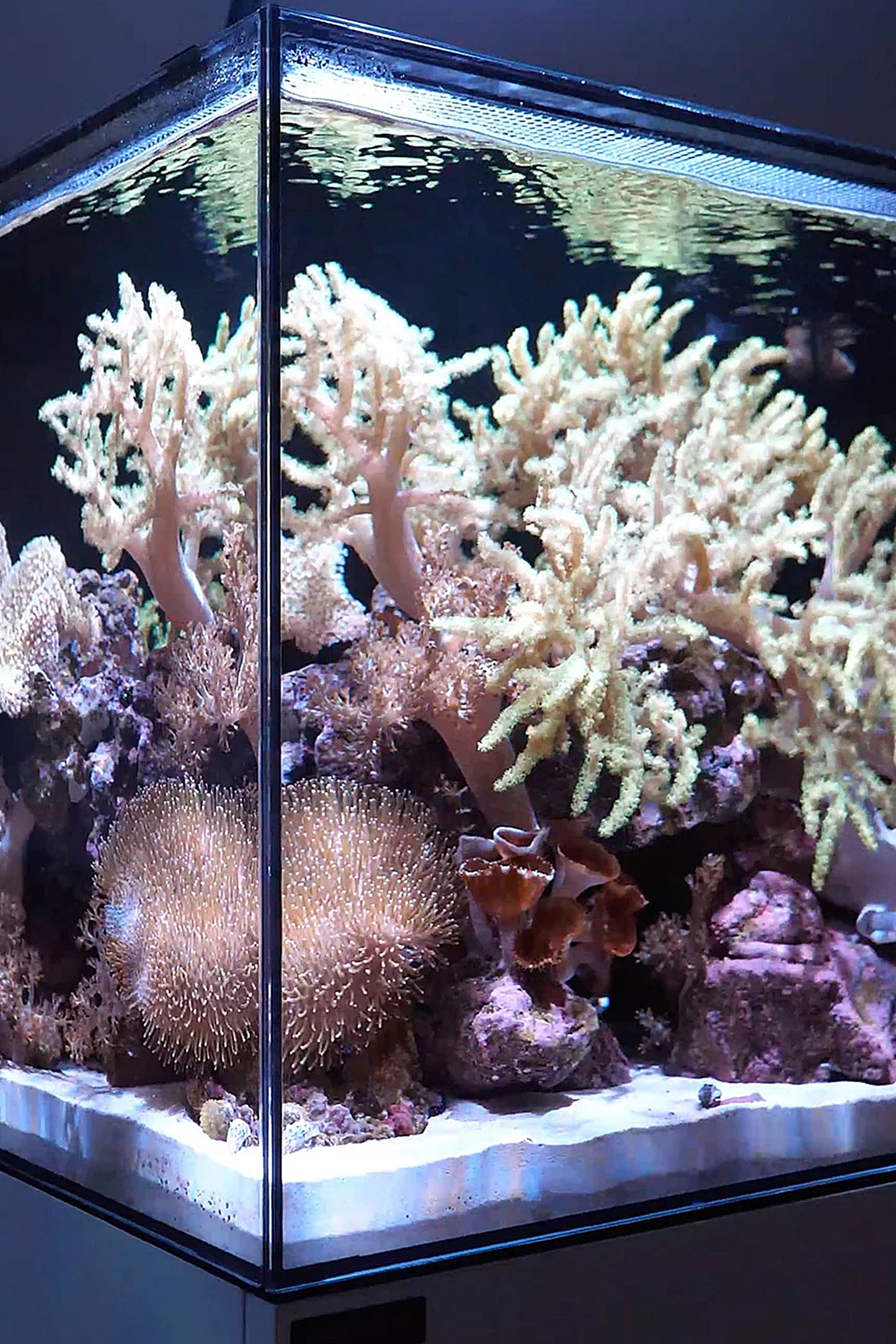 WATERBOX - Nuevo Acuario AIO 50.3 con mueble Negro de 186 litros