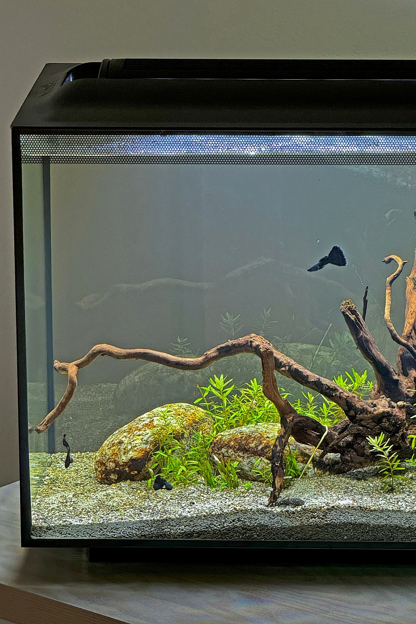 Fluval - Acuario SPEC Nano Negro de 60 litros