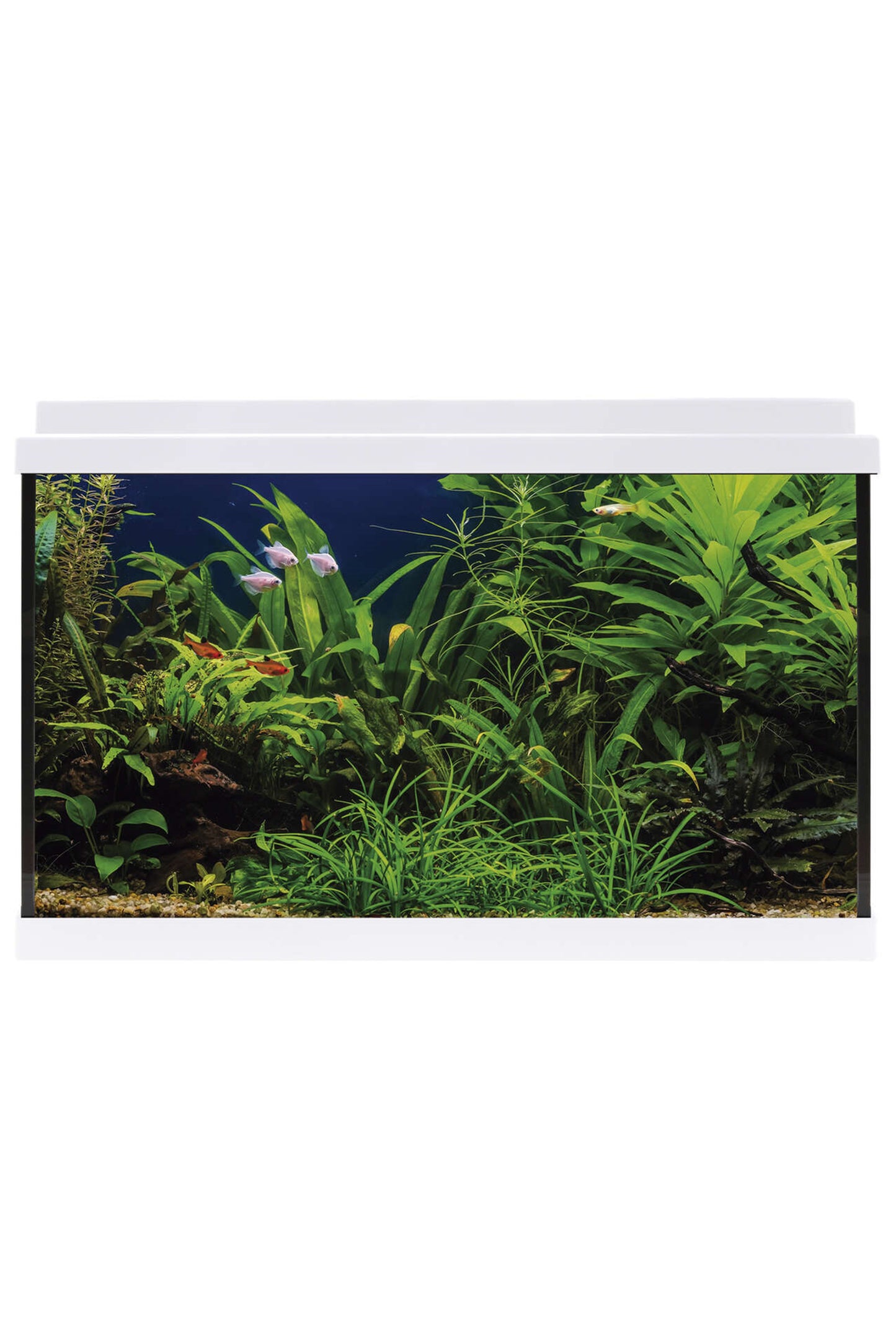 AquaLED 64 Aquarium-Set mit Innenfilter (64 Liter), Weiß