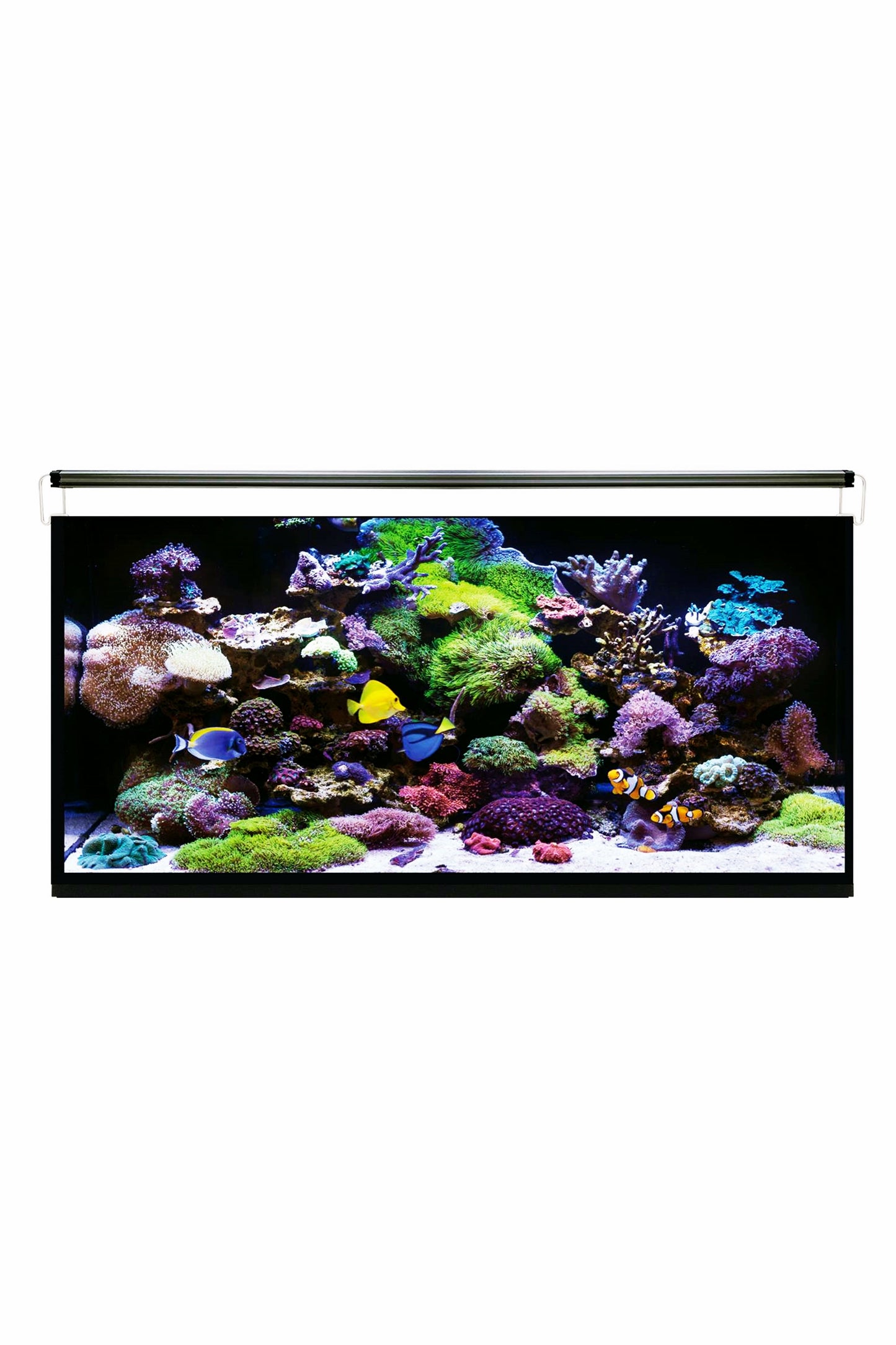 Acuario Marino AquaOcean Hydra 240 litros - Sin iluminación