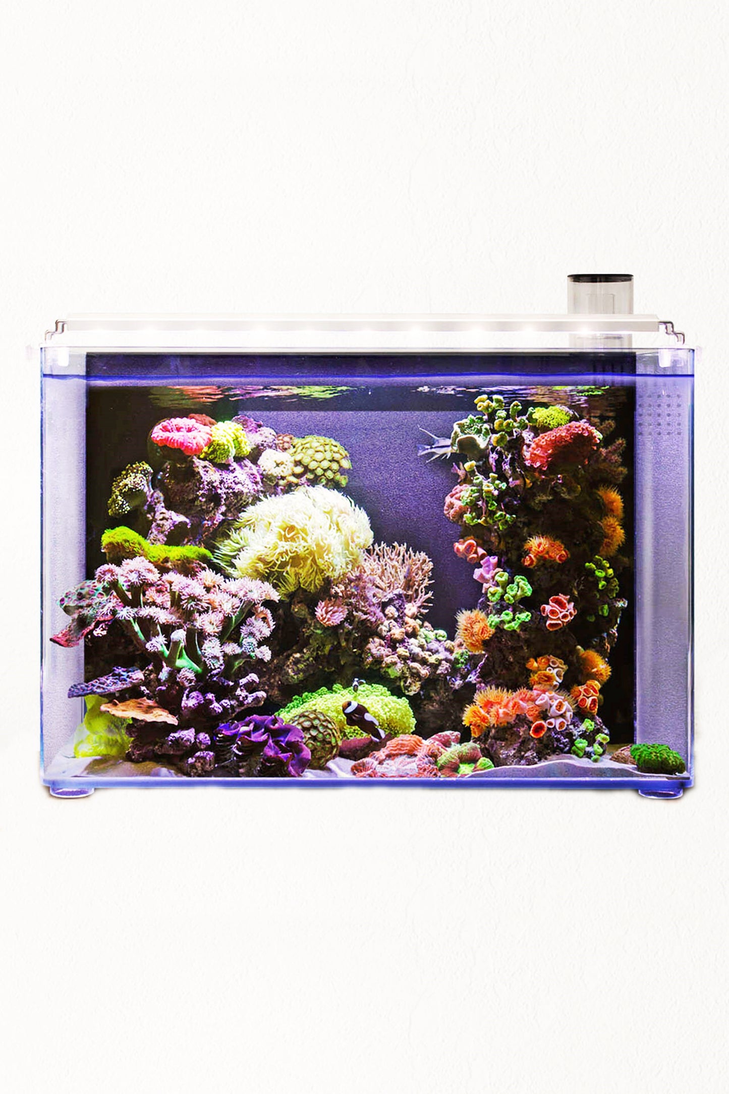 Meeresaquarium - Nano OceanFree 96 Liter