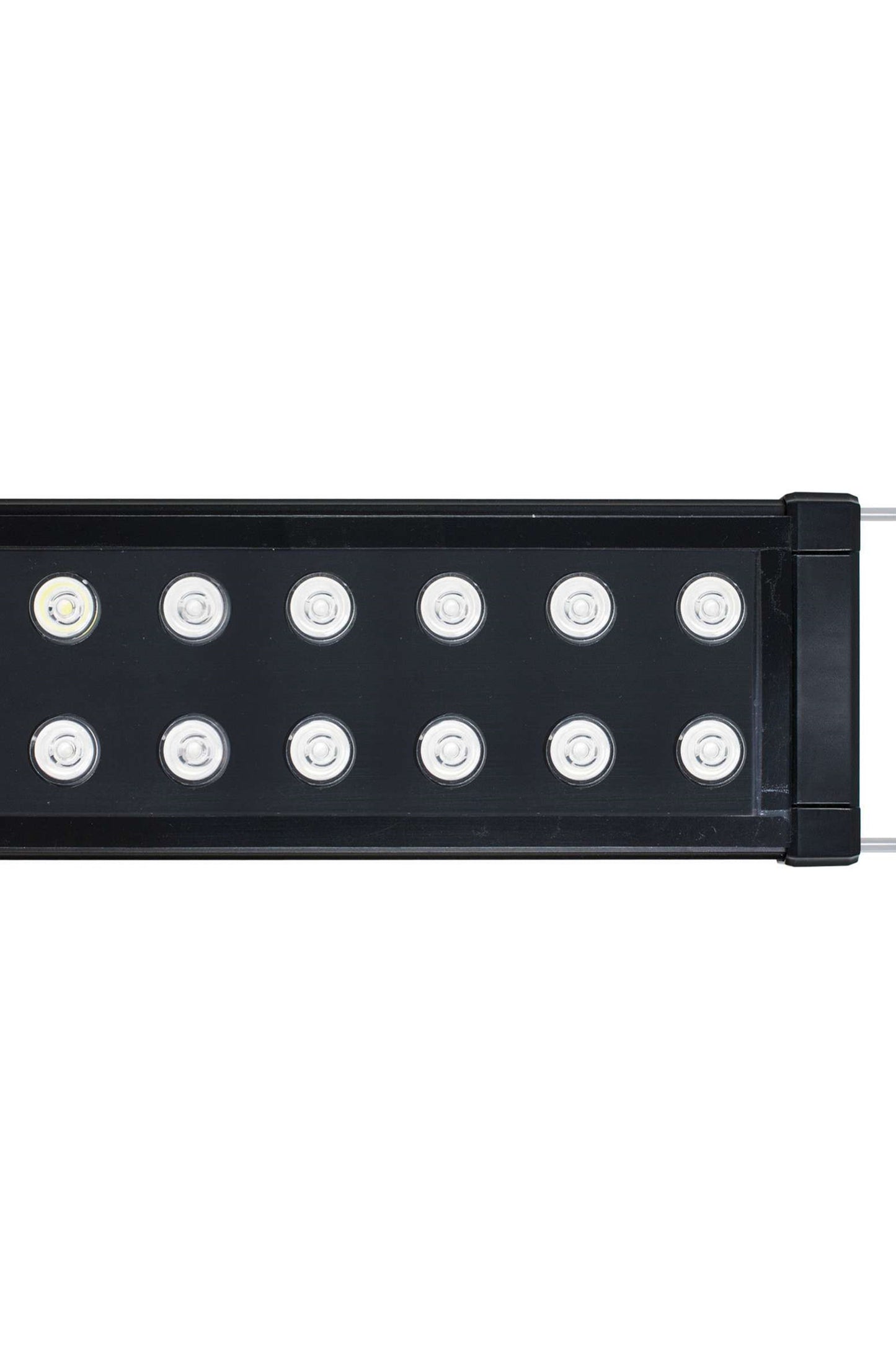 Korallenrote LED-Blaulampe (50 cm)