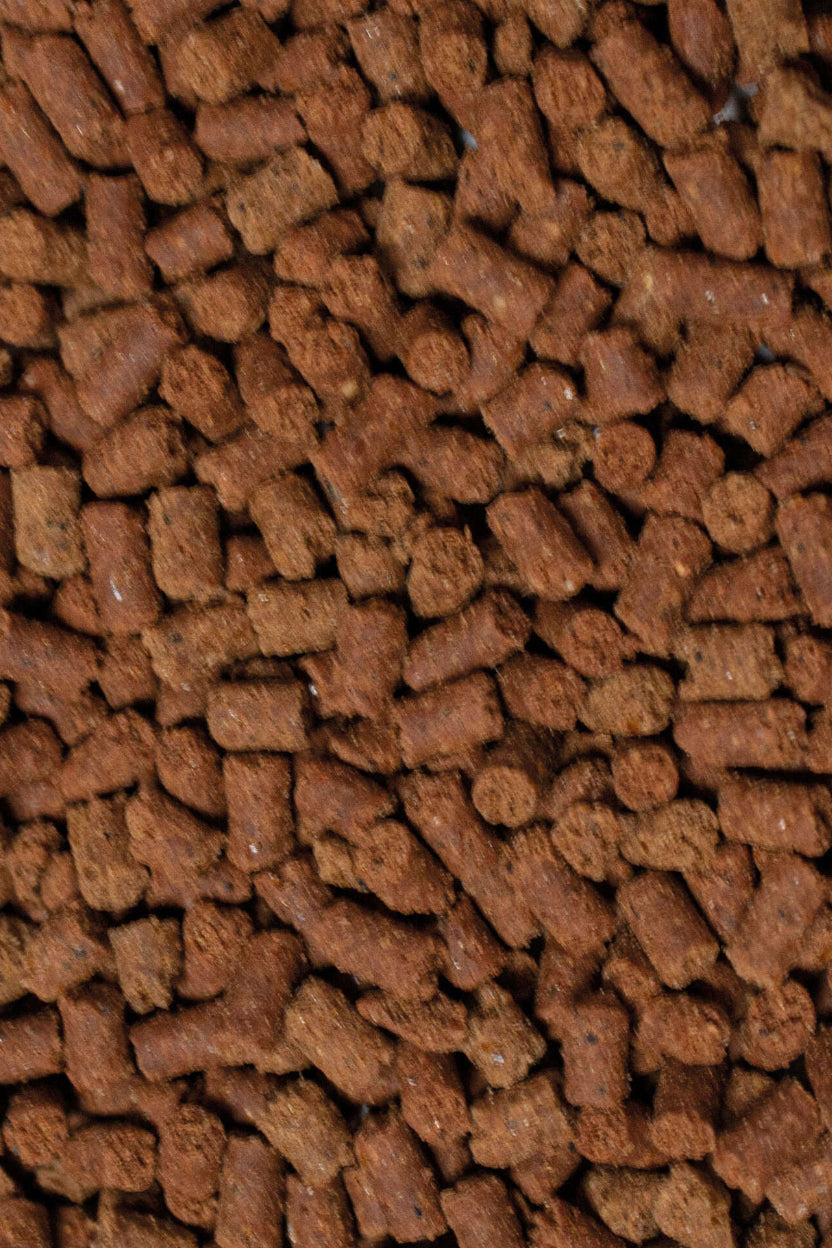 Alimento para ajolotes AXOLOTL DAJANA de 250 ml
