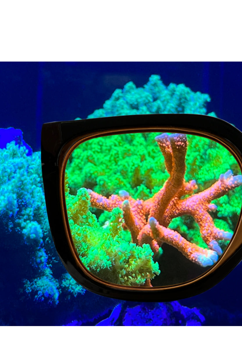 AquaMedic - Coral Glasses