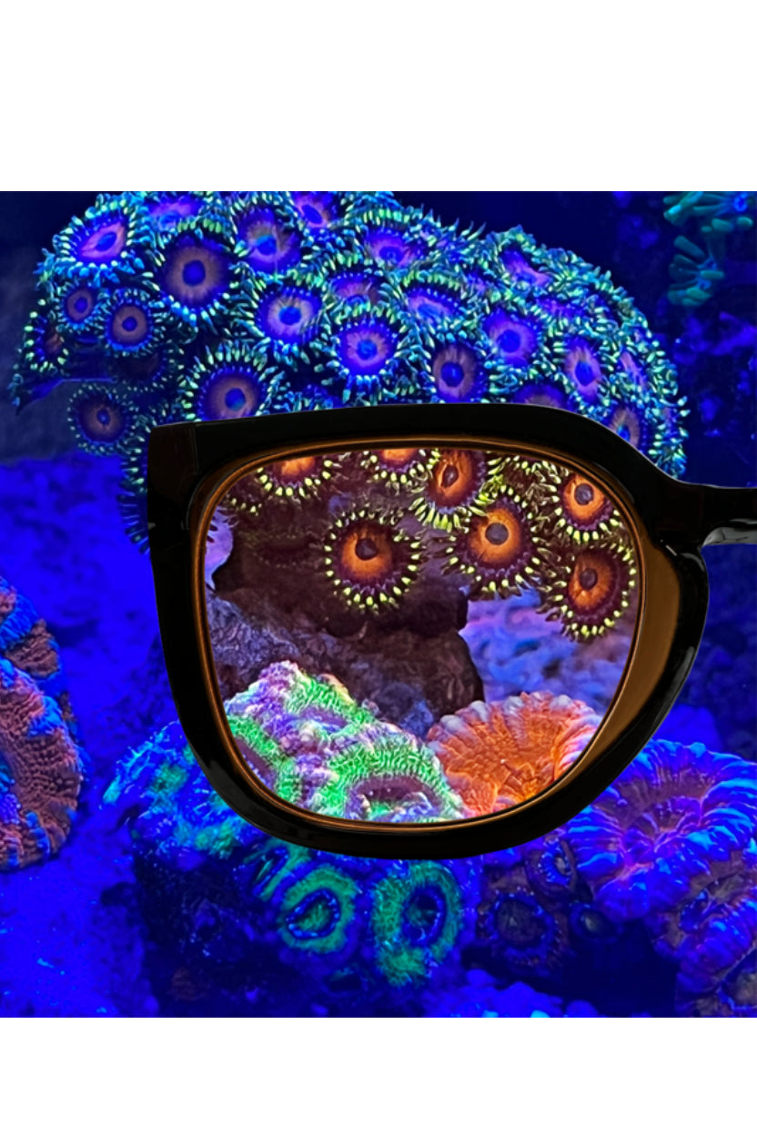 AquaMedic - Coral Glasses