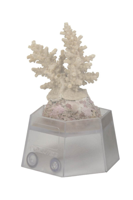 AquaMedic - Coral Holder