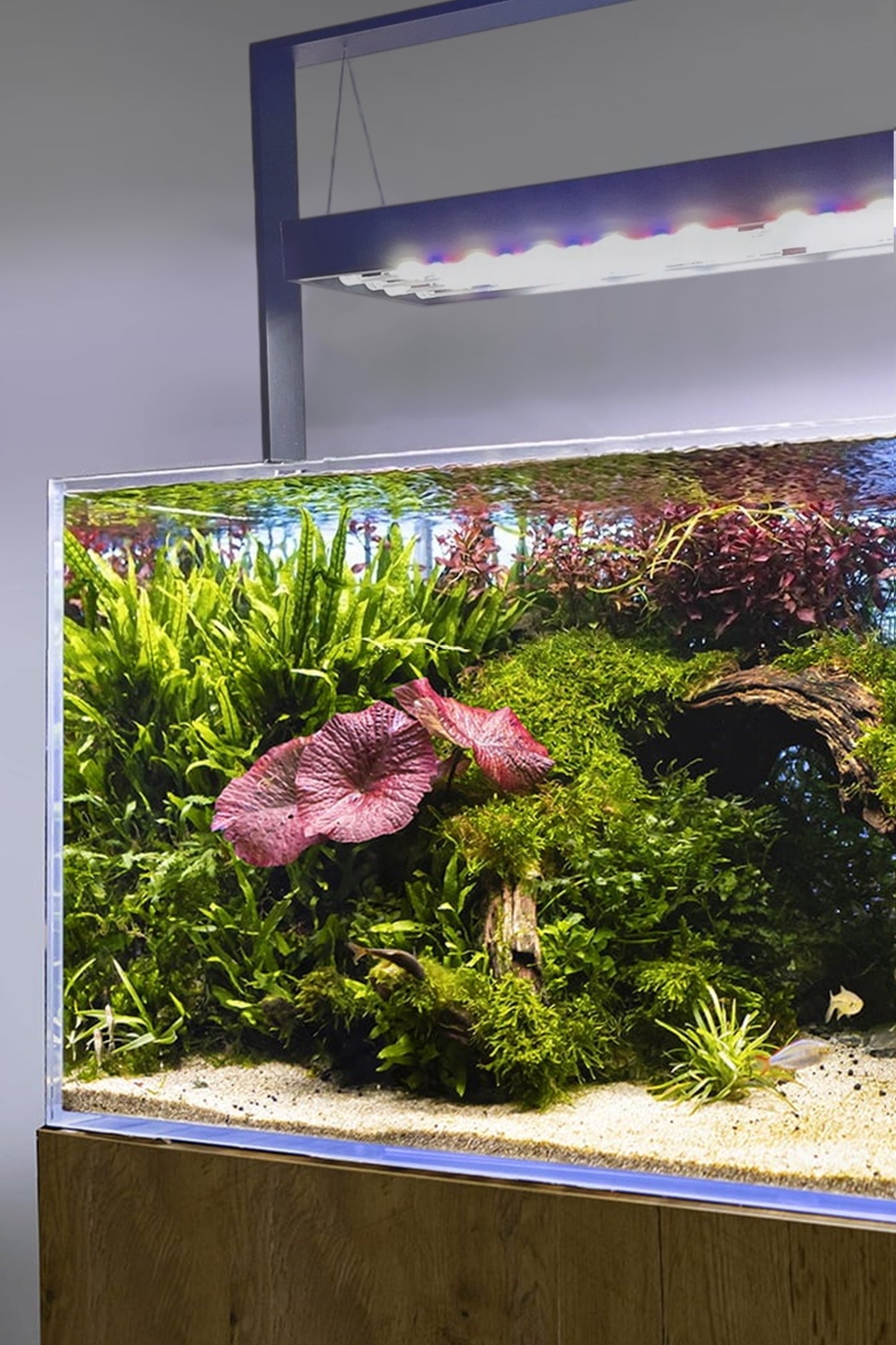 AQUAEL - Acuario Ultrascape 90 Forest Set de 243 litros