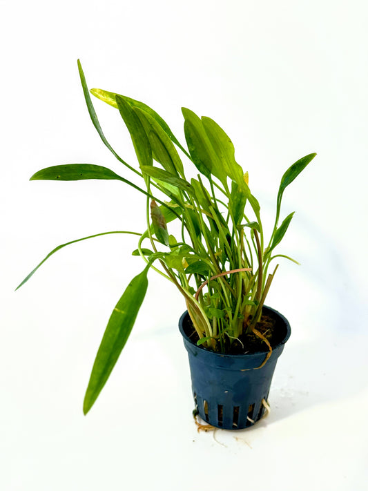 Pack Plantas Naturales (24 unidades)