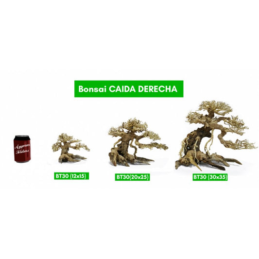 BONSAQUA – Rechter Herbstbonsai – Bt30 – 20 x 25 APROx.