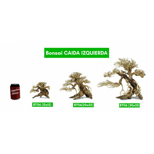 BONSAQUA – Links fallender Bonsai – Bt06 – ca. 12 x 15.