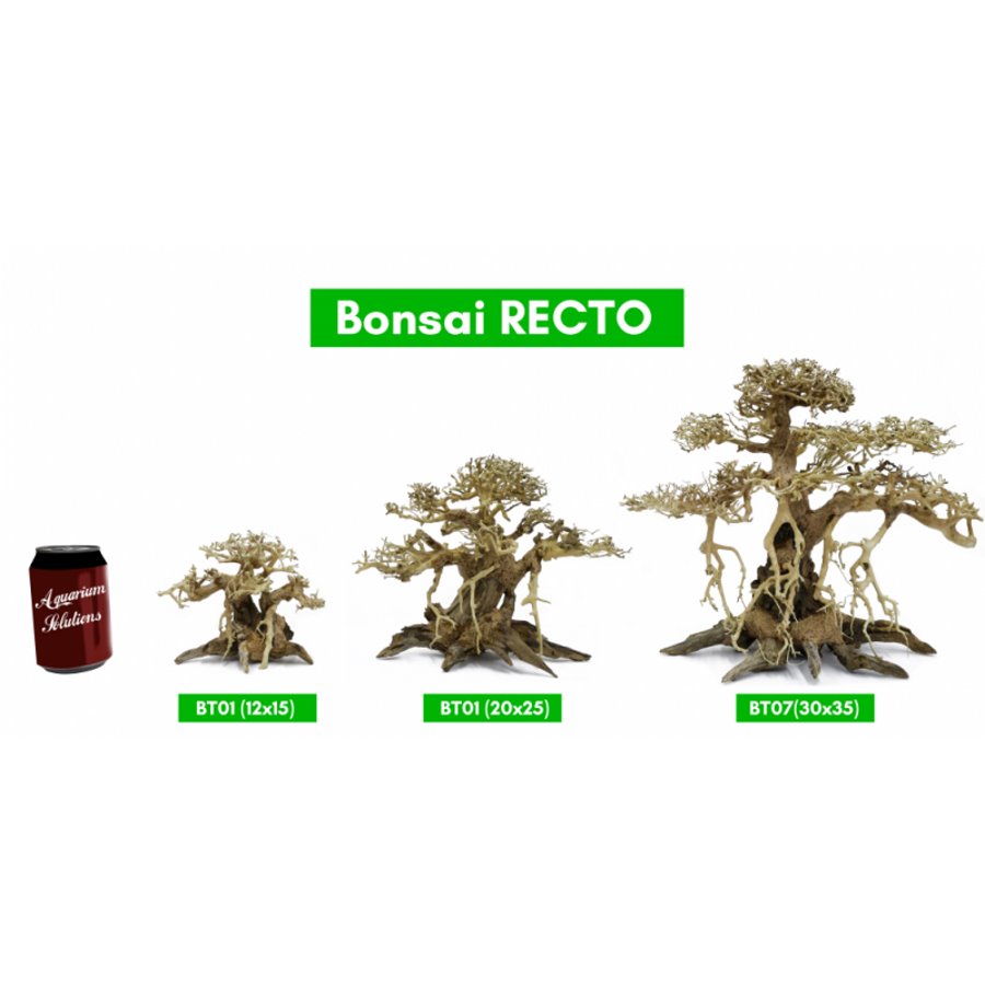 BONSAQUA – Gerader Bonsai – Bt01 – ca. 20 x 25.