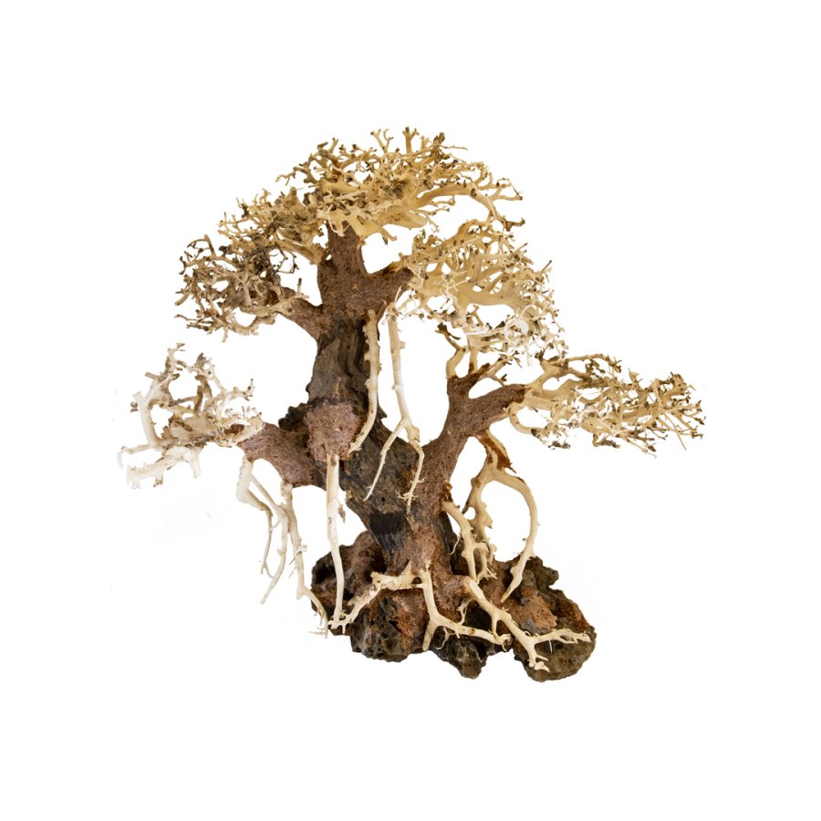 BONSAQUA – Bonsai-Liane – Bt41 – ca. 20 x 25 cm.