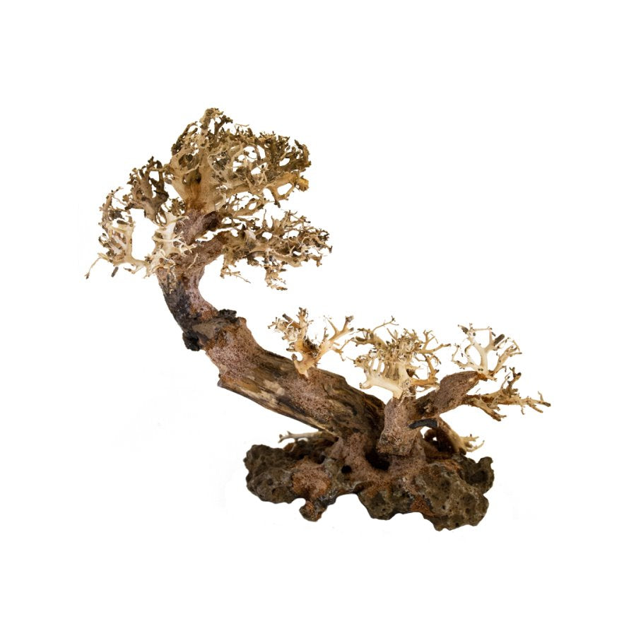 BONSAQUA – Bonsai-Multistamm – Bt43 – ca. 20 x 25 cm.