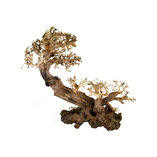 BONSAQUA – Bonsai-Mehrstamm – Bt43 – ca. 30 x 35 cm.