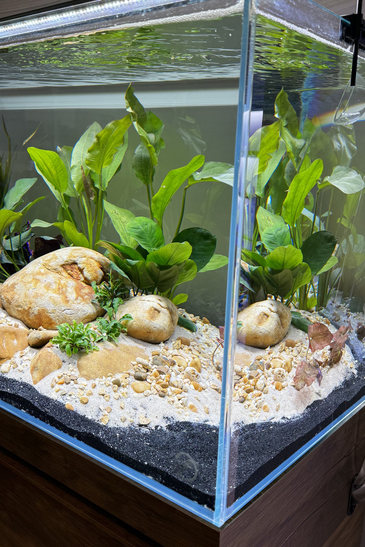 Acuario Fluval VISI-WHITE 60P de 78 litros - Urna de cristal óptico