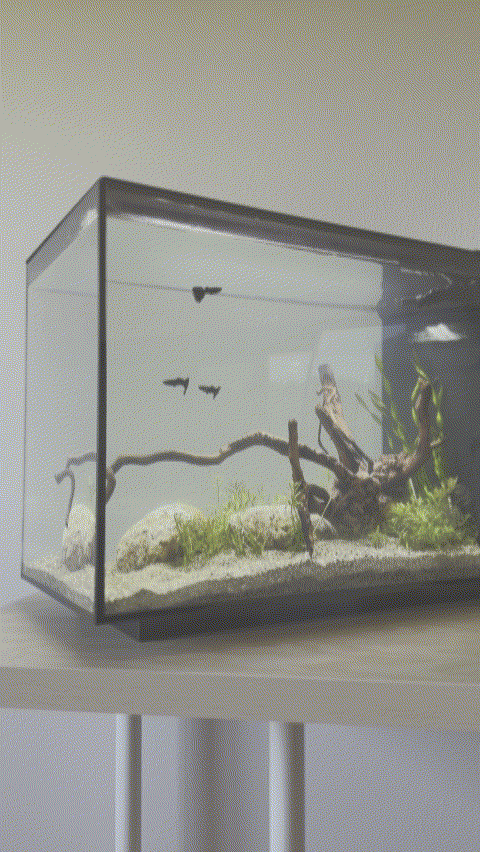 Fluval - Acuario SPEC Nano Negro de 60 litros