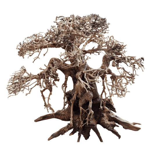 BONSAQUA - Gerader Bonsai - Bt01 - 12x15 APROx.