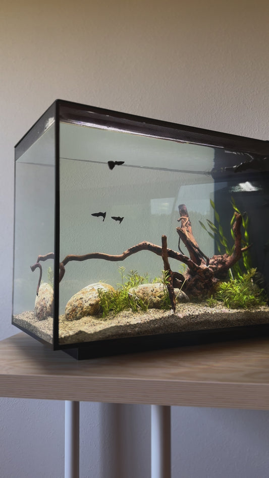 Fluval - Spec Nano Aquarium Schwarz, 60L